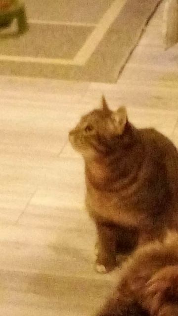 котики поют