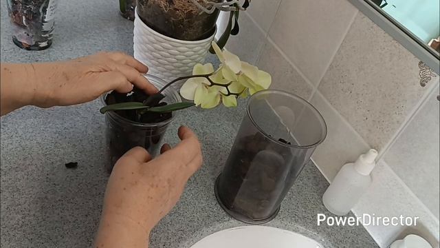 Посадка деток орхидей🌿