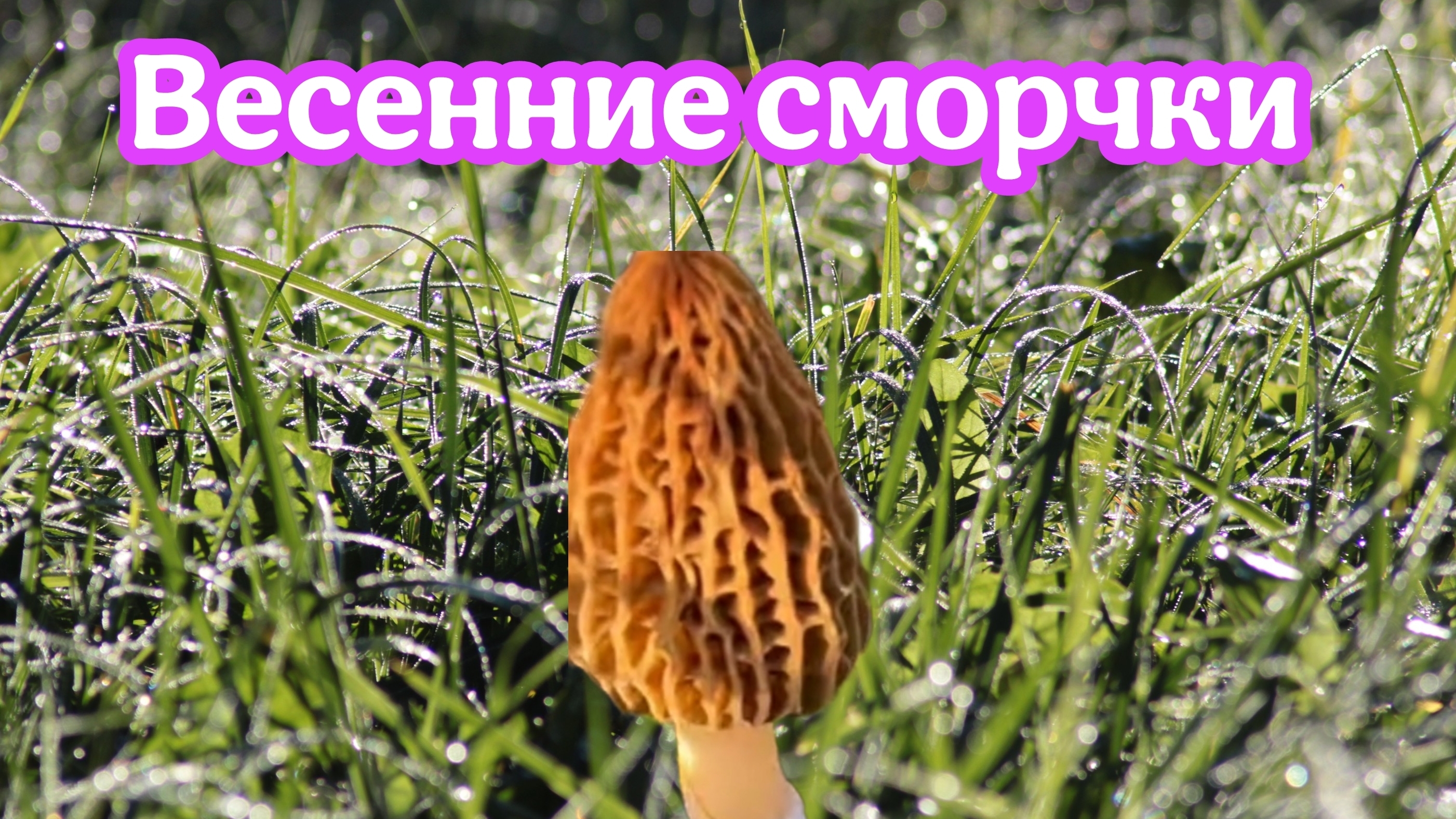 Сморчки весенние