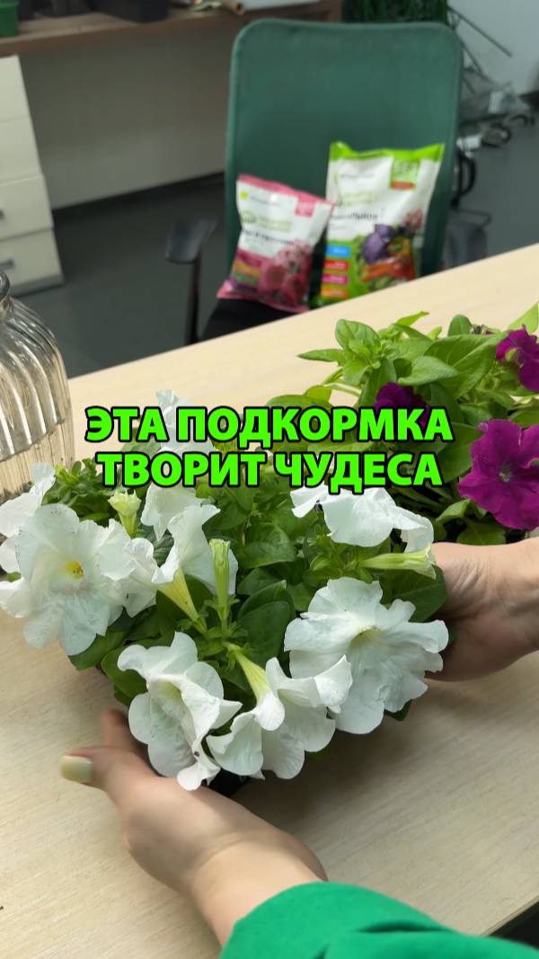 Эта подкормка творит чудеса с рассадой петунии