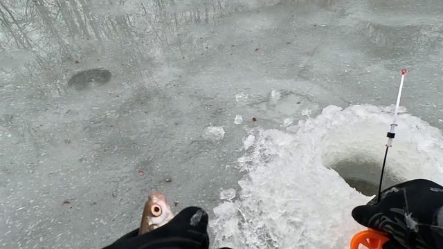 Поймал неизвестную мне рыбу...