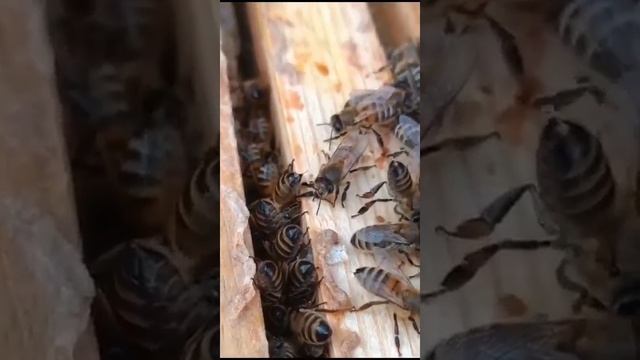 Новое о прополисе