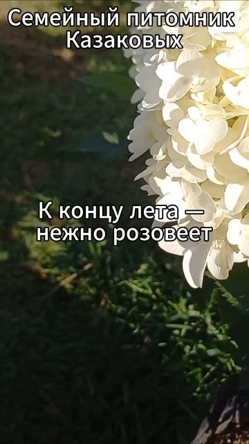 Гортензия метельчатая шуга раш