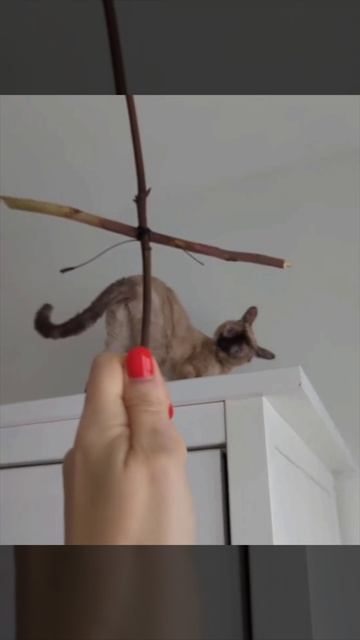 изгоняет бесов из кота