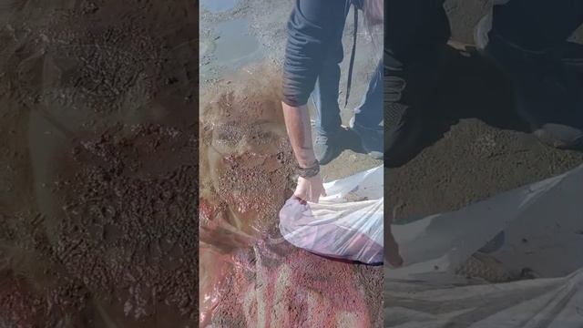 Спасли карасей. Из затона перенесли в речку Ахтубу.mp4