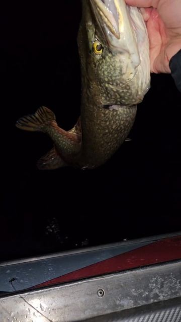 Отчеты с рыбалок тут: https://t.me/rybalka163  #рыбалка  #fishing