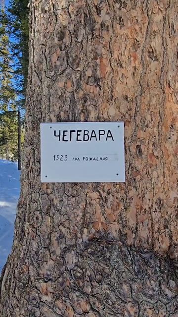 Кедр Чегевара
