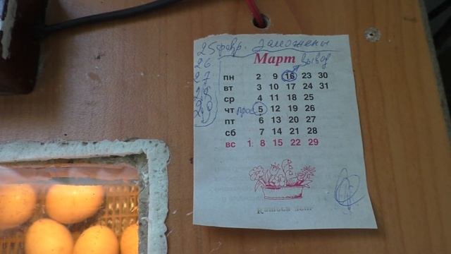 Инкубатор своими руками.