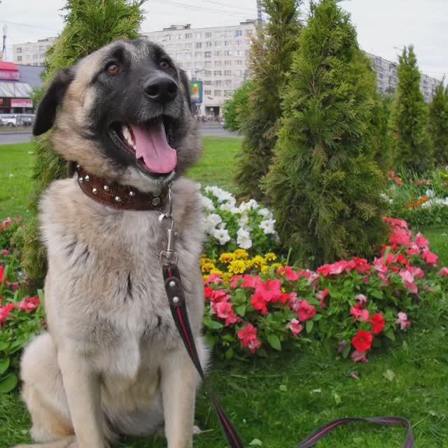 Лика