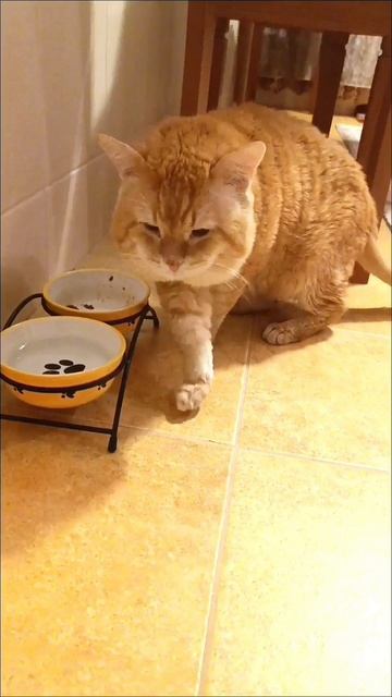 А ЧЁ ЧЁ ? #многоем #проголодался #котыкошки