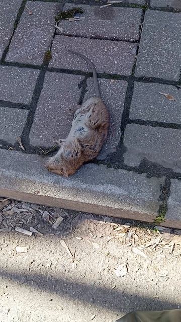 рататуй Мориока