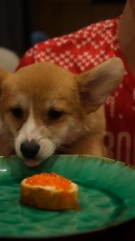 Новогоднее семейное видео