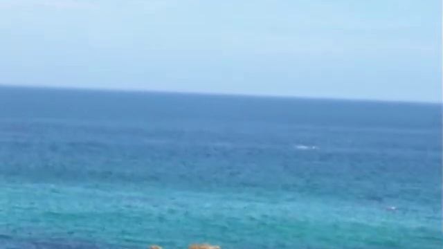 Southern Right Whale with Calf in Hermanus (SA)