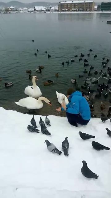 Кормим Лебедей с руки