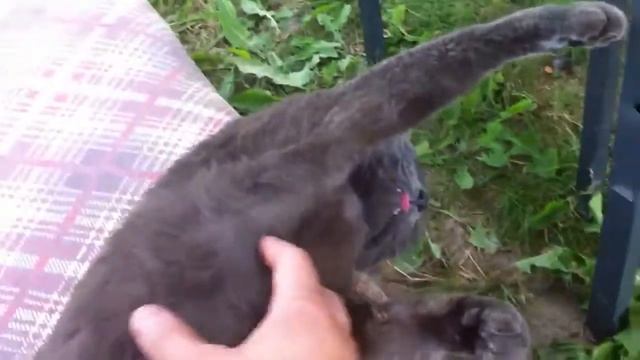 Дачный котик няшится