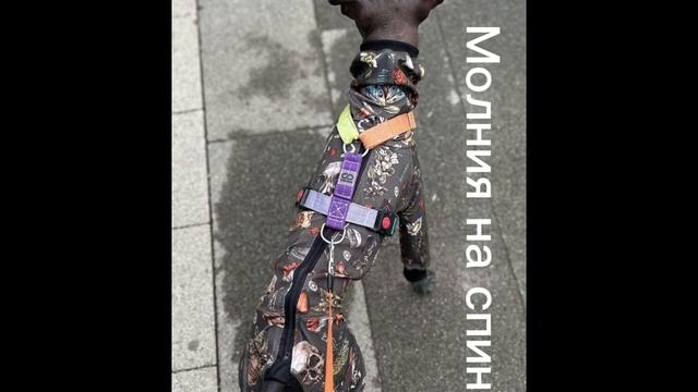Трикотажный костюм Мандрагора для голых собак