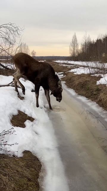 В путь ♂️ #лось #moose