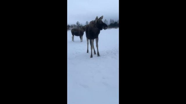 Братство лосей в прямом эфире! В конце села батарейка