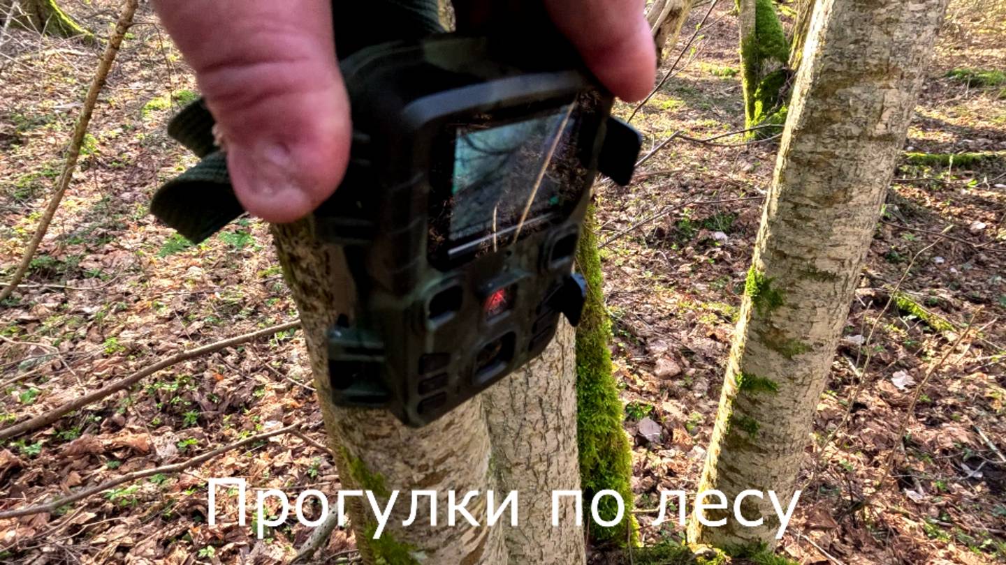 Прогулки по лесу. 3 апреля иду устанавливать фотоловушку.