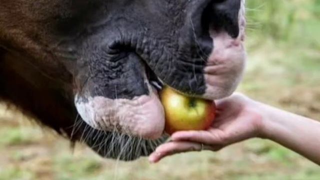 horse eats an apple from the palm
