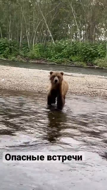 Медведь пришёл к лагерю