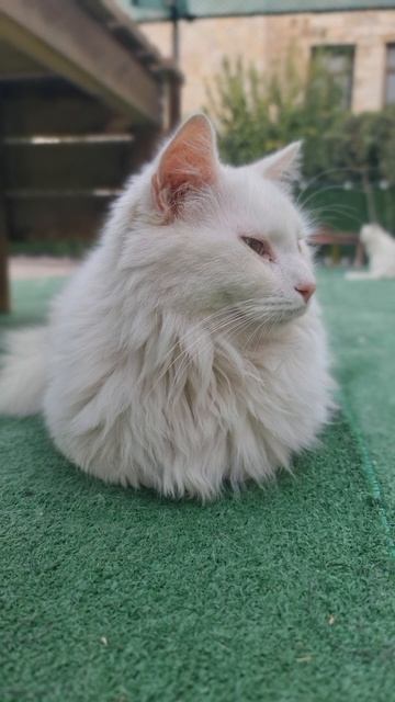 Ванские котики