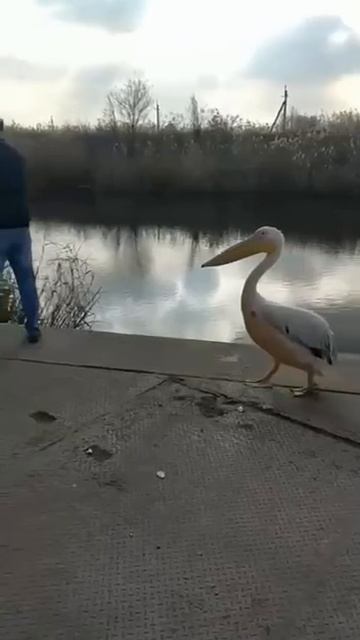 Когда улов ждешь не только ты🦢