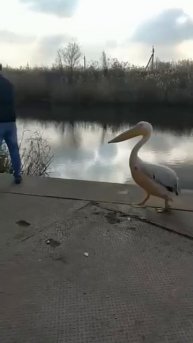 Когда улов ждешь не только ты🦢