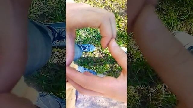 Мы любим наших собак