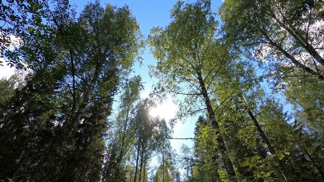 Шикарная летняя погода в лесу. Вгляд снизу на природу, яркое солнце. 5-минутный релакс.