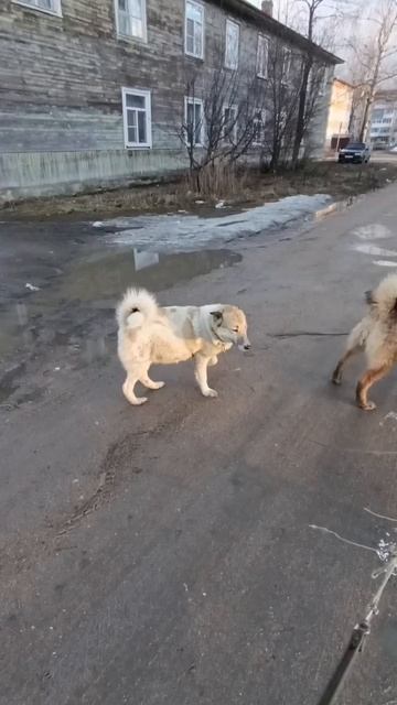 Лайки на прогулке