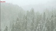 Snow and Wind Hitting Trees Ambience, for Relaxing Studying and Sleeping.