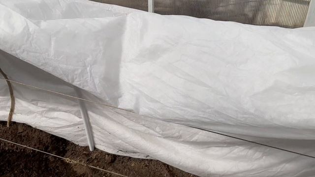 полив винограда весной