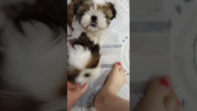 мои питомцы