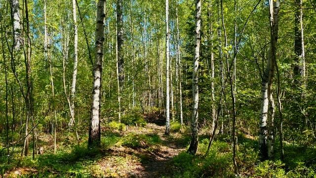Экологический туризм. Лесное мгновение. Дивное пение птиц в летнем лесу. Пейзаж на видео.
