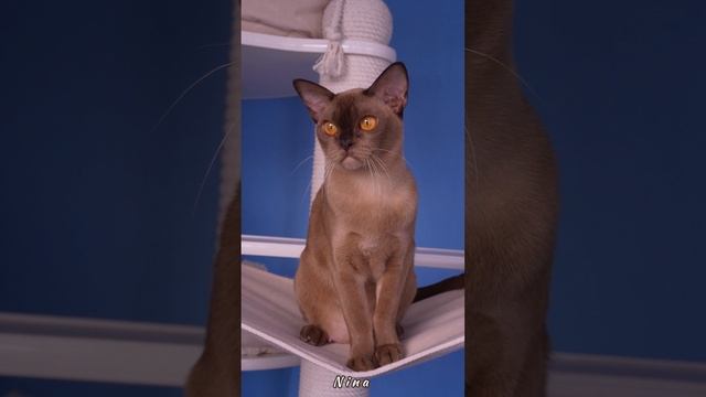 Шоколадная бурманская кошка Nina. 2 года. 
Питомник Freya Way.RU