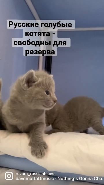 Русские голубые котята - можно интересоваться 🐈⬛