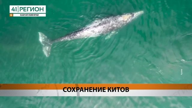 НОВЫЙ ЭТАП НАБЛЮДЕНИЯ ЗА СЕРЫМИ КИТАМИ ПРОХОДИТ В КРОНОЦКОМ ЗАПОВЕДНИКЕ НА КАМЧАТКЕ