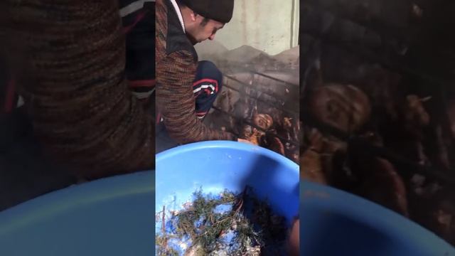 Кашкадарья Тандыр Гушт