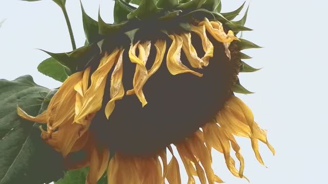 Подсолнечник