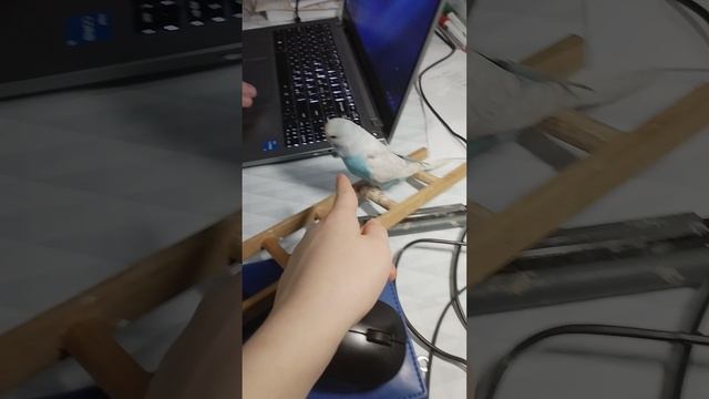 VID_20241228_171700.mp4
