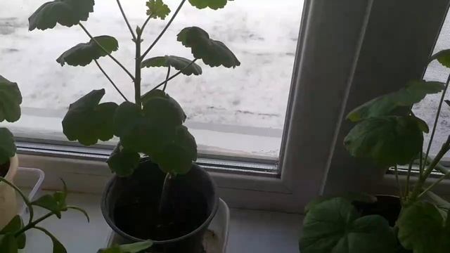 🎞️34.Мои пеларгонии🌿.Обзор на 6 февраля 2025 года