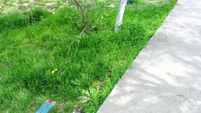 дочка собирает одуванчики.
