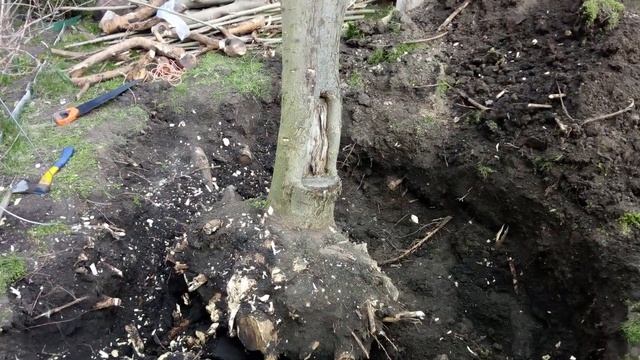 Услуги по спилу и корчёвке деревьев в Николаеве на ура! Аккуратно! Высокая точность!!!
