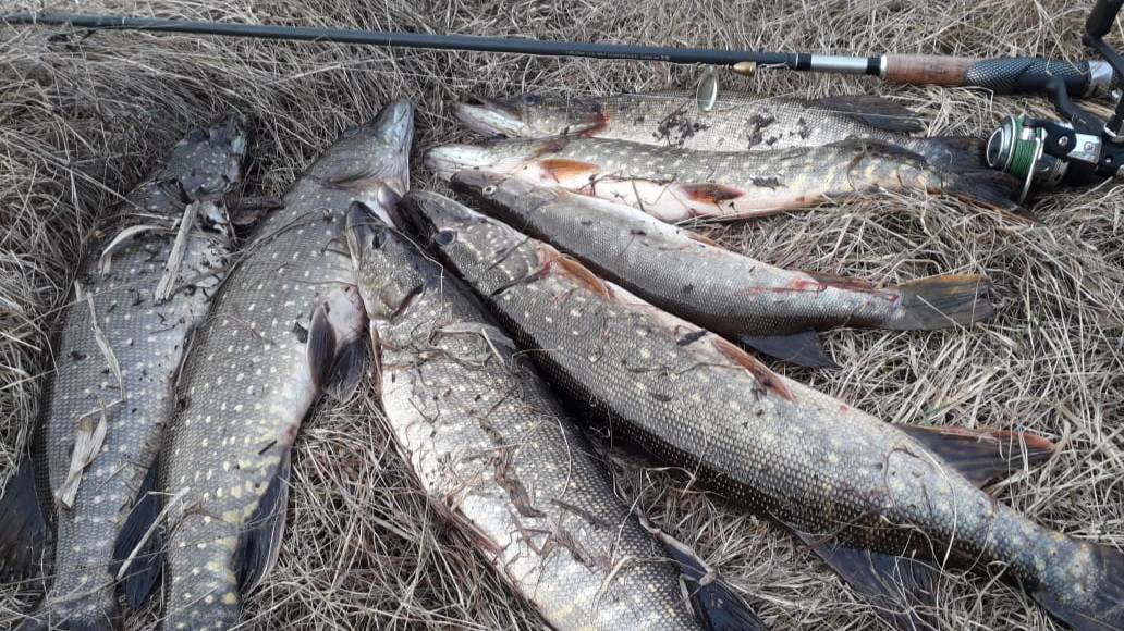 Рыбалка на бобровом озере. Охота на щуку