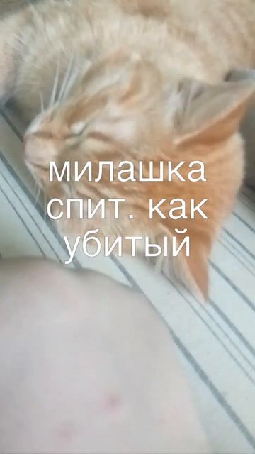 милый кот