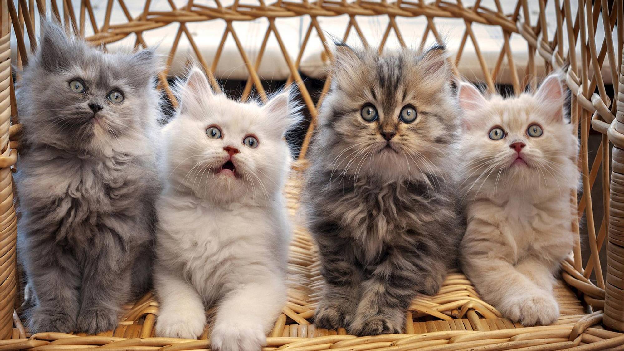Стрим про котят