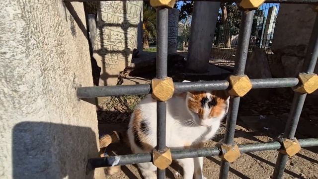 😱🐱 Трехцветный котик или пушистый психопат? Безумные приключения усатого хулигана на камеру! 🎬🤣