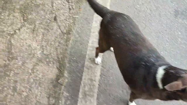 බව් යාලුවෝ Baw Yaluwo - Feeding Street Dogs Sri Lanka 2023.05.02