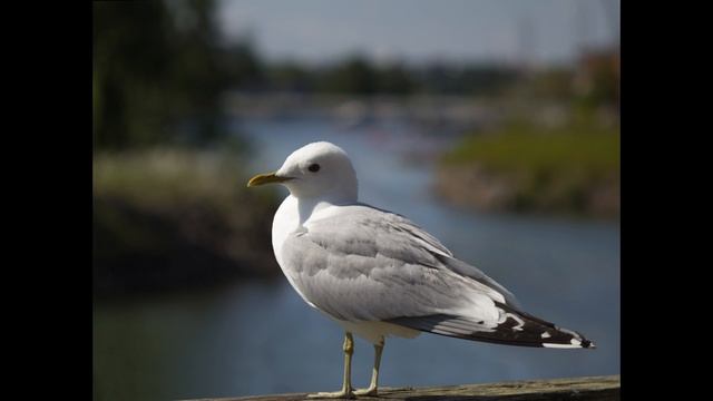 Lokki parallax / Seagull parallax